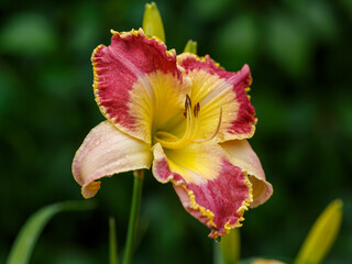 Hemerocallis hybrid Lotus Position blooms in garden