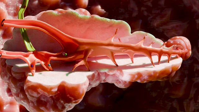Pancreas cross section Anatomy, Human Abdomen, diabetes type 1 and 2, Internal Organs, duodenum and blood vessels, pancreatic, Insulin action, metabolic diseases, endocrine system, 3d render