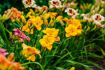 Bright yellow flowers of Hemerocallis Stella de Oro in garden