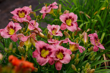 Hemerocallis hybride Always Afternoony blooms in garden