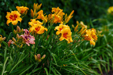 Hemerocallis hybride Bonanza blooms in garden