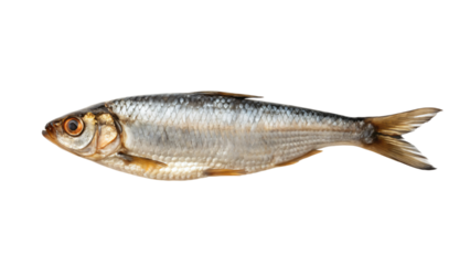 dry fish isolated on white background