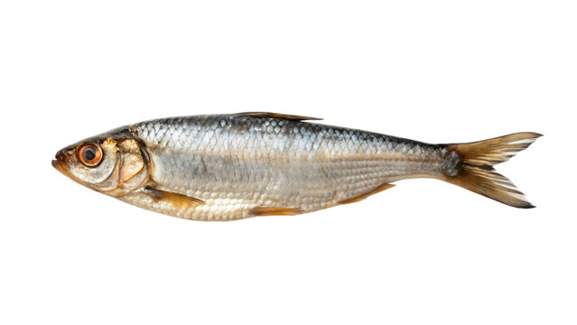 dry fish isolated on white background