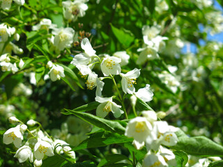 Fototapeta premium Delicate jasmine blooms with fragrant flowers in early summer