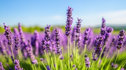 Naklejka premium Lavender Flowers Bloom in a Field of Purple