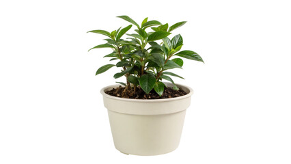 Obraz premium A lush green foliage thrives in a decorative pot, bringing a touch of nature indoors