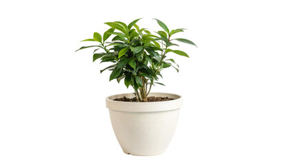 Obraz premium A lush green foliage thrives in a decorative pot, bringing a touch of nature indoors
