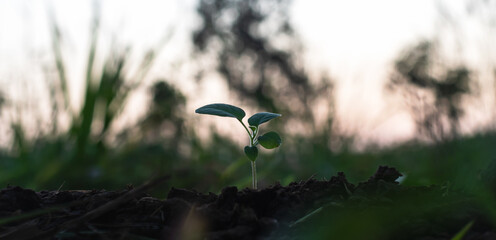 plant small trees in natural forest areas with beautiful sunlight.