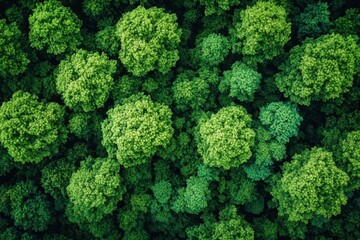 Naklejka premium Lush forest canopy viewed from above showcasing vibrant green foliage in a serene natural setting