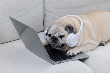 Dog wearing headphones sitting on couch using laptop at home