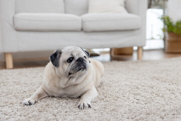 A pug relaxes on a soft carpet in a bright living room