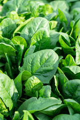 Obraz premium Young spinach leaves close up. Healthy organic vegetarian food grown in the garden.