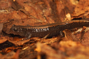 Fototapeta premium Closeup on a juvenile Siberian salamander, Salamandrella keyserlingii on dried leafs