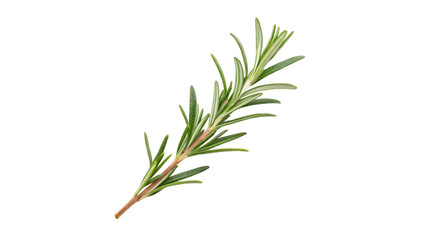 Fototapeta premium rosemary isolated on white
