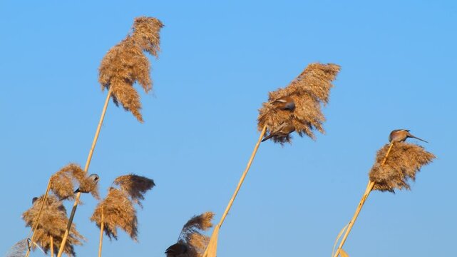 Wildlife - Birds. They feed on bearded reedling (Panurus biarmicus) birds, insects and reed seeds that live in large reeds in wetlands.