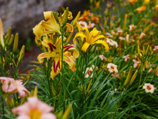 Fototapeta premium Hemerocallis Free Wheelin blooms in garden