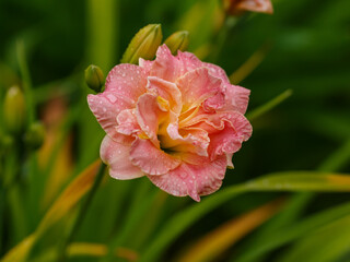 Hemerocallis Hemerocallis Lacy Doily blooms in garden