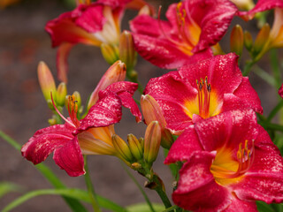 Hemerocallis Red Rum blooms in garden