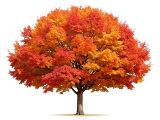 Autumn Maple Tree, Isolated PNG, Fall Foliage, Red Maple Leaves,  High-Resolution Image,  Nature Photography,  Royalty Free,  Leaf Background