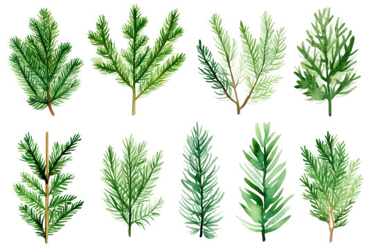 Evergreen Elegance: Watercolor Christmas Tree Branches Collection 