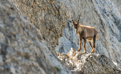 Ibex, capricorn on big rock in the Alpstein mountains. Swiss mountains, alpstein, wildlife. adult...