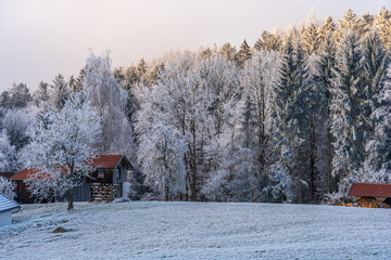 A picturesque winter morning in Bavaria, Germany, with frosty trees and a veil of mist under the golden sunrise