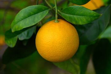 Bright orange fruit hangs on lush green tree branches in vibrant natural setting