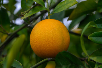 Bright orange fruit hanging gracefully from lush green leaves in vibrant sunlight