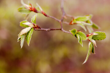Zweig mit jungen Bl&auml;ttern
