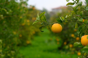 Vibrant orange grove captures the beauty of a sunny afternoon in nature's orchard