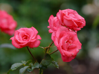 Rosa floribunda, Bella Rosa variety in the garden