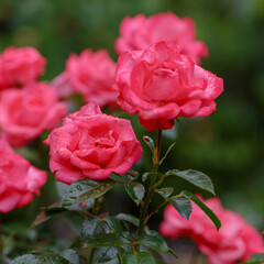 Rosa floribunda, Bella Rosa variety in the garden
