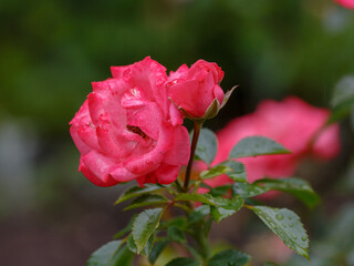 Obraz premium Rosa floribunda, Bella Rosa variety in the garden