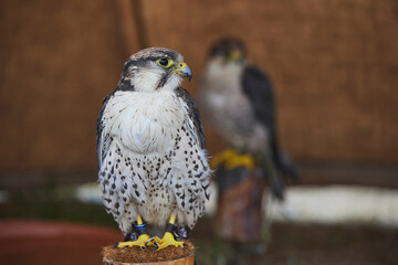Bird of prey at a Viking festival in Denmark