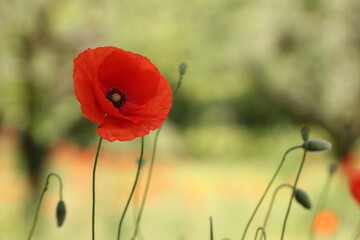 Obraz premium fiore rosso di papavero in primavera in un prato