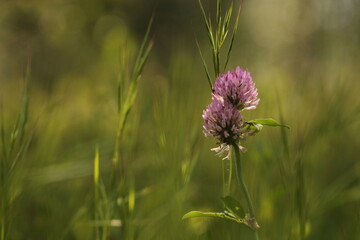 fiore rosa di trifoglio nell'erba