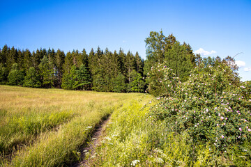 WiesenWeg Wanderweg blühende Wiesen und Felder