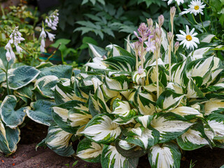 Hosta Fire and Ice blooms in garden