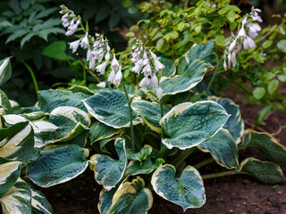 Hosta hybridum Snow Cap blooms in garden. It's Pollinator Friendly