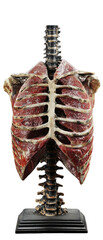 Detailed model of human ribcage anatomy. transparent background