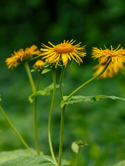 Elecampane ( Latin- Inula helenium ) is a species of perennial plant of the genus Elecampane ( Inula )