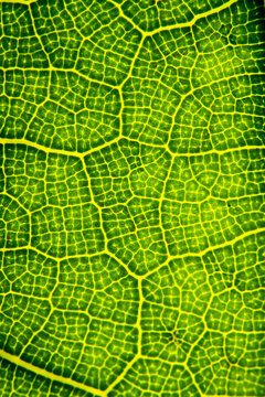 Green leaf in high optical zoom. Oxygen production, green energy, ecology and environment.
