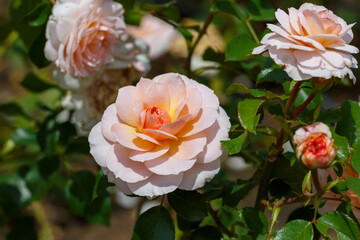 Rose Bremer Stadtmusikanten (Kordes) blooms in garden