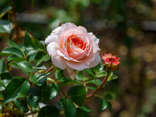 Rose Bremer Stadtmusikanten (Kordes) blooms in garden