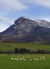Obraz premium Sheep in Navarra. Flock of sheep with San Donato mountain (Beriain) in the background, Navarra.