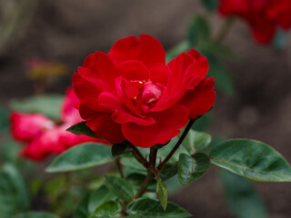 Rosa Kordesii (J.F. Quadra) is blooms in garden