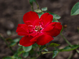 Obraz premium Rosa Kordesii (J.F. Quadra) is blooms in garden