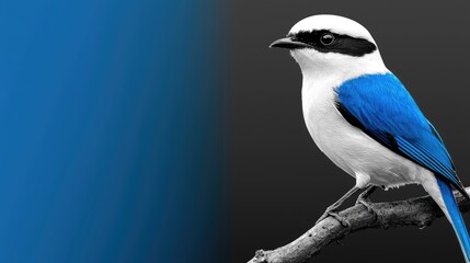 Obraz premium Captivating blue and white bird perched on branch nature photography vibrant environment close-up view