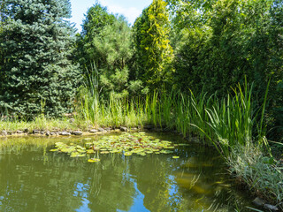 Atmosphere of relaxation, tranquility and happiness. Magical garden pond with blooming water lilies and lotuses. Spruce, tui and other evergreens on shore are reflected in water surface of  pond.
