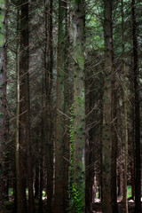 Obraz premium Lush forest with tall trees in a tranquil natural setting.